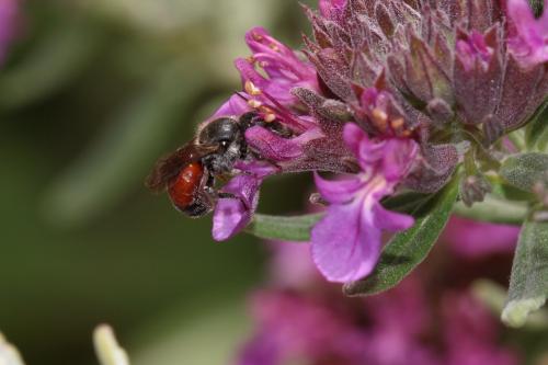 Réf. 186 588 : Osmia andrenoides